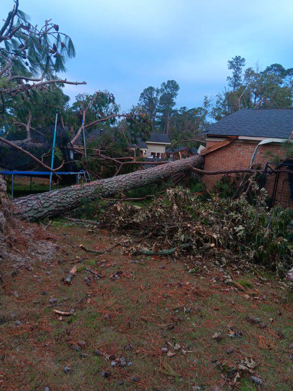 Emergency Tree Removal, Fallen Pine on House