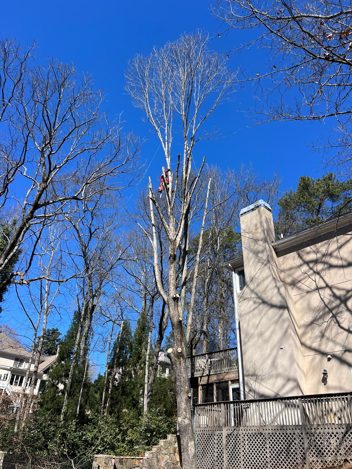Tree Climbing Removal, Atlanta