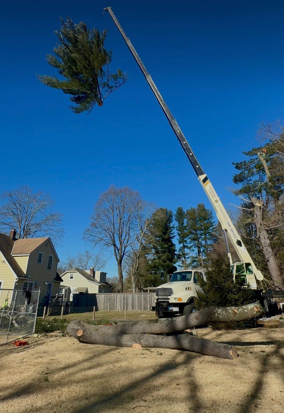 Crane Tree Removal, Atlanta